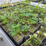 Kerstroos (Helleborus) plant, Tuin en Terras, Planten | Tuinplanten, Halfschaduw, Vaste plant, Bodembedekkers, Lente