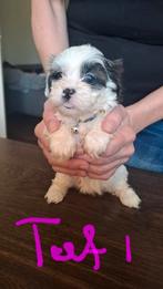 Boomer puppies geboren vanaf week 33 naar hun nieuwe baas!!, Dieren en Toebehoren, 8 tot 15 weken, Meerdere, Meerdere dieren, Nederland