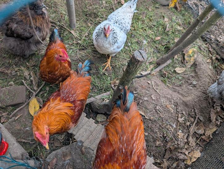 Jonge tamme New Hampshire krielhanen, Dieren en Toebehoren, Pluimvee, Kip, Mannelijk