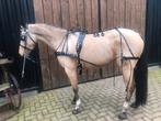 Passante tuig, Zo goed als nieuw, Overige typen, Paard of Pony