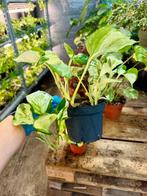 Epipremnum Manjula p12, Ophalen of Verzenden, Halfschaduw, Minder dan 100 cm