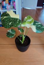 Monstera Thai constellation, Huis en Inrichting, Kamerplanten, Ophalen, Halfschaduw, Minder dan 100 cm