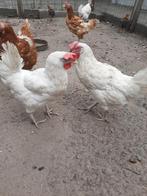 Witte  en bruine  jonge kippen, Dieren en Toebehoren, Pluimvee, Vrouwelijk, Kip