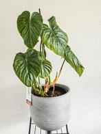 Philodendron Pastanazanum, Huis en Inrichting, Kamerplanten, Ophalen, Overige soorten, Minder dan 100 cm