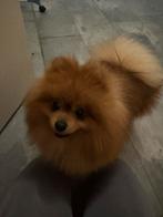 Pomeriaan Reu 2,5 jaar, CDV (hondenziekte), Keeshond, Reu, 1 tot 2 jaar