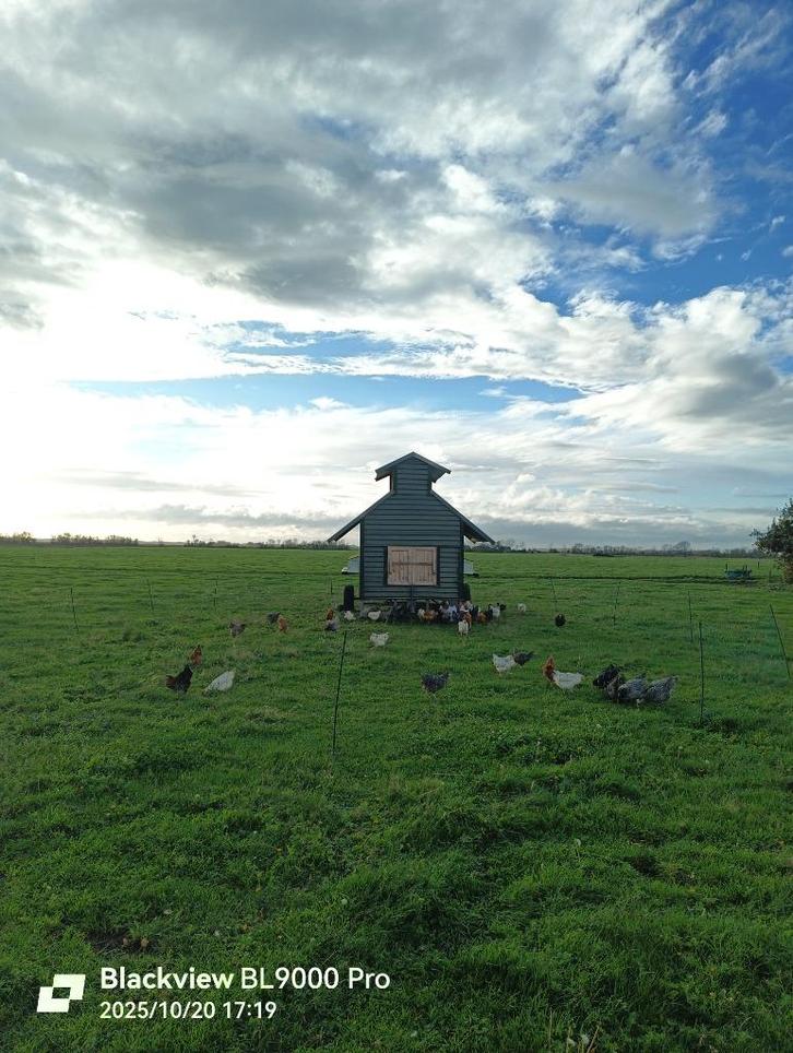 Jonge legkippen in verschillende kleuren en ras te koop, Dieren en Toebehoren, Pluimvee, Kip, Vrouwelijk