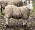 Border Leicester Ooi. Schaap., Dieren en Toebehoren, Schapen, Geiten en Varkens, Vrouwelijk, Schaap