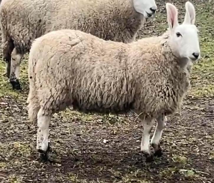 Border Leicester Ooi. Schaap., Dieren en Toebehoren, Schapen, Geiten en Varkens, Schaap, Vrouwelijk