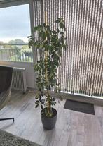 Kamerplant Schefflera 1.60 hg Elho Pot en voeding, Huis en Inrichting, Kamerplanten, Groene kamerplant, Ophalen, Halfschaduw, 150 tot 200 cm
