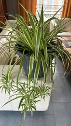 Chlorophytum grote gezonde plant met stekken met pot, Overige soorten, Minder dan 100 cm, Halfschaduw, Ophalen