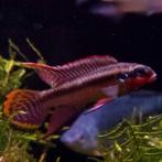Pelvicachromis taeniatus, Vis