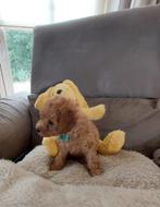 Toy poedel pups, Dieren en Toebehoren, Honden | Chihuahua's en Gezelschapshonden, Poedel, CDV (hondenziekte), 8 tot 15 weken, Meerdere
