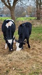 Te koop blaarkop pink, Dieren en Toebehoren, Runderen, Vrouwelijk