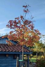 Prachtig Krentenboompje op stam - Amelanchier Lamarckii, Ophalen, Halfschaduw, Overige soorten