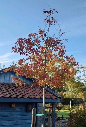 Prachtig Krentenboompje op stam - Amelanchier Lamarckii beschikbaar voor biedingen
