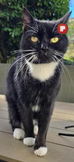 Lieve en gezonde buitenkater aangeboden, Dieren en Toebehoren, Kater, Gechipt, 6 jaar of ouder