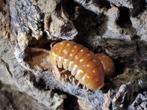 Armadillidium frontetriangulum orange, Overige soorten