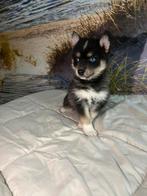pomsky F2, Dieren en Toebehoren, CDV (hondenziekte), 8 tot 15 weken, Poolhond, Meerdere
