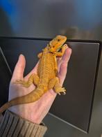 Baardagaam rood/bruin hypo, Hagedis, Tam, 0 tot 2 jaar