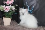 Ragdoll Katertjes met stamboom beschikbaar, Dieren en Toebehoren, Katten en Kittens | Raskatten | Langhaar, Kater, Gechipt, 0 tot 2 jaar
