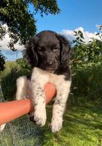 Prachtige aanhankelijke stabij reu, Dieren en Toebehoren, Honden | Retrievers, Spaniëls en Waterhonden, Overige rassen, 8 tot 15 weken
