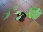 Biologische moestuin planten, Tuin en Terras, Planten | Tuinplanten, Ophalen, Volle zon, Groenteplanten, Eenjarig