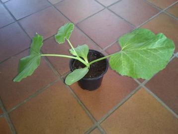 Biologische moestuin planten beschikbaar voor biedingen