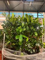 Grote Ficus cyathistipula – dikke stam, Ophalen, Ficus, Halfschaduw, Minder dan 100 cm