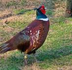 Bosfazant hanen, Dieren en Toebehoren, Pluimvee
