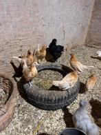 Friese hoen hennen te koop, Dieren en Toebehoren, Pluimvee, Meerdere dieren, Kip