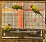 Opaline pruimkop parkieten koppel, Dieren en Toebehoren, Vogels | Parkieten en Papegaaien, Meerdere dieren, Parkiet