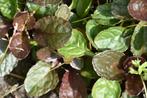Vaste plant, Zenegroen, Ophalen, Bodembedekkers, Vaste plant, Halfschaduw