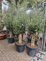 Olijfbomen diverse maten, Volle zon, Ophalen of Verzenden, 100 tot 250 cm, Olijfboom