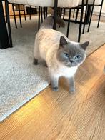 Britse korthaar poesje, Poes, Ontwormd, 0 tot 2 jaar