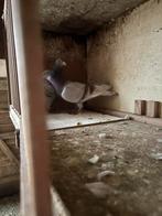 Mooie koppel, Dieren en Toebehoren, Vogels | Duiven, Meerdere dieren, Overige soorten