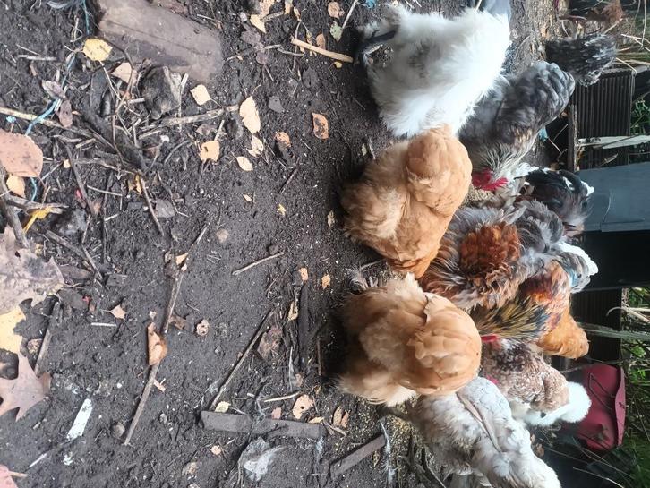 Verschillende rassen kippen, Dieren en Toebehoren, Pluimvee, Kip, Meerdere dieren