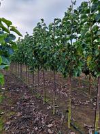 Magnolia denudata ❗️🌼golden dream🌼 valse tulpenboom🌳, Ophalen, Lente, Volle zon, Overige soorten