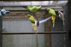 Halsband parkieten, Dieren en Toebehoren, Vogels | Parkieten en Papegaaien, Meerdere dieren, Parkiet, Geringd