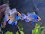 Mikrogeophagus Ramirezi Electric blue (antennebaarsje), Vis, Zoetwatervis, Schoolvis