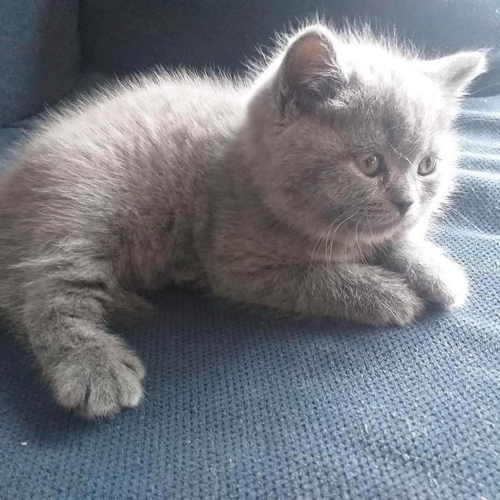 100% britse korthaar, Dieren en Toebehoren, Katten en Kittens | Raskatten | Korthaar, Meerdere dieren, 0 tot 2 jaar, Ontwormd