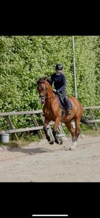 Verzorgpaard aangeboden/ verzorger gezocht, Dieren en Toebehoren, Ophalen, Nieuw