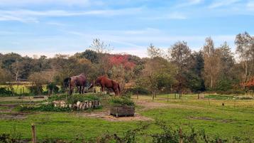 Hulp gezocht met verzorging paarden beschikbaar voor biedingen
