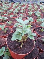 Aardbeien planten  kwekers  kwaliteit a++, Tuin en Terras, Planten | Tuinplanten, Ophalen