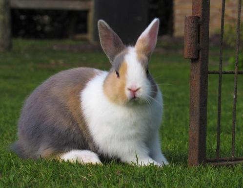 Schattige jonge dwerg konijntjes mogen het nestje verlaten, Dieren en Toebehoren, Konijnen, Dwerg, Meerdere dieren, 0 tot 2 jaar