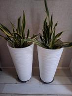 2 Kunststof Bloempotten met Sansevierias, Tuin en Terras, Kunststof, Rond, Binnen, Zo goed als nieuw