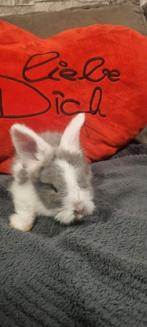 Engelse angora baby's ras zuiver full face😍laaste 4, Meerdere dieren, Middelgroot