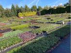 vaste planten, tuinplanten, bomen, hagen, Laurier, Ophalen of Verzenden