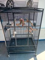 Grote binnenvoliere voliere papegaai, Dieren en Toebehoren, Vogels | Hokken en Kooien, Ophalen, Zo goed als nieuw, Aluminium, Vogelkooi