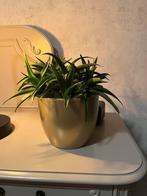 Kleine vaas met plant, Huis en Inrichting, Kamerplanten, Ophalen of Verzenden, Halfschaduw, Minder dan 100 cm