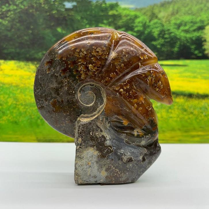 Prachtige gepolijste ammoniet (M1)., Verzamelen, Mineralen en Fossielen, Fossiel, Ophalen of Verzenden